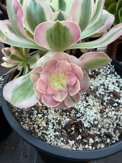 Aeonium Pink Witch 03