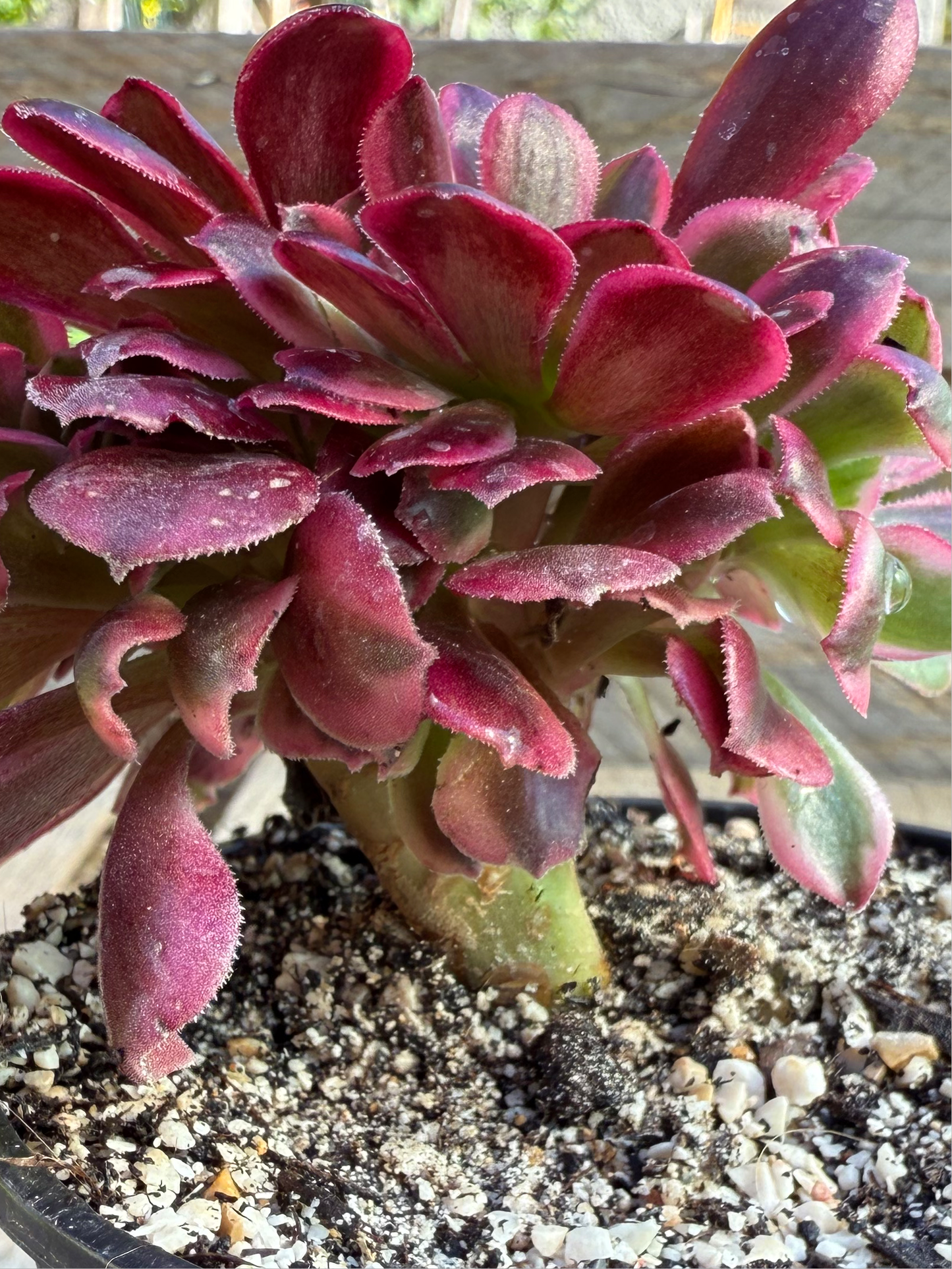Médusa cristé 02