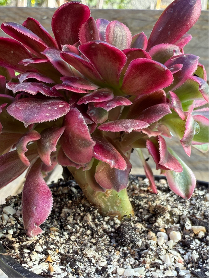Médusa cristé 02