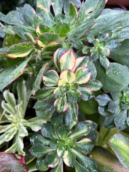 Red edge variegata