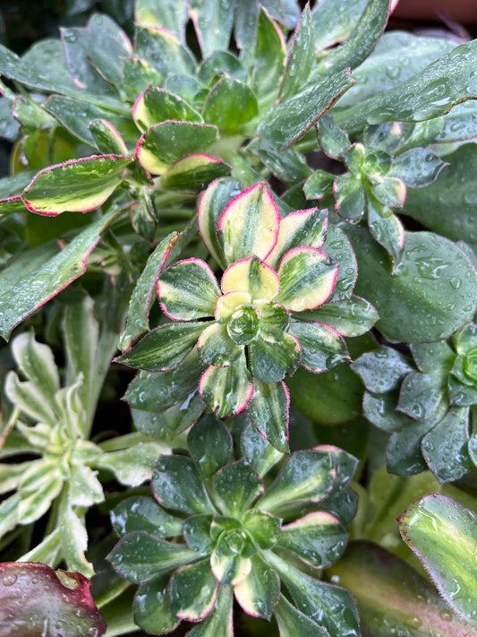 Red edge variegata