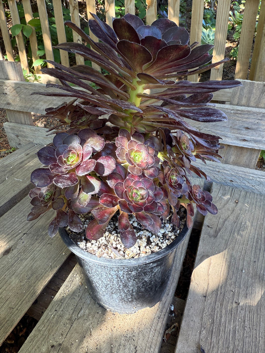 Aeonium middle