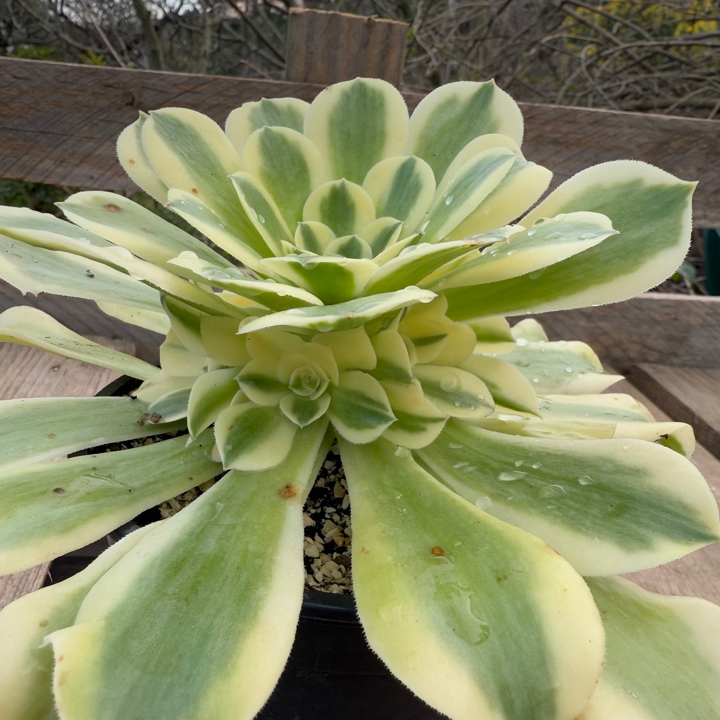 Green Médusa