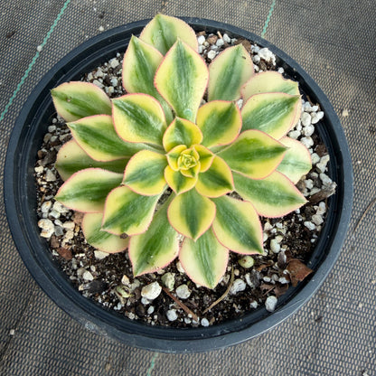 Golden Crown