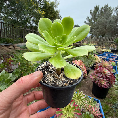 Korneliuslemsii maritime