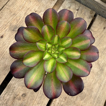 Kilimanjaro
