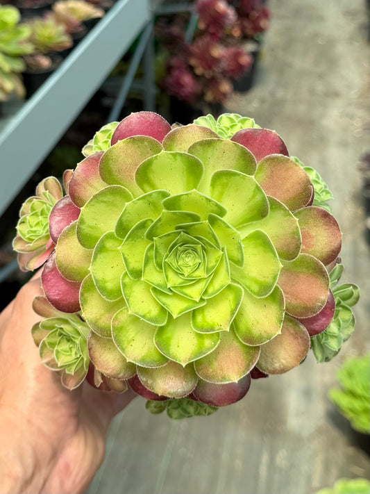 Aeonium Pink Witch Yellow Middle