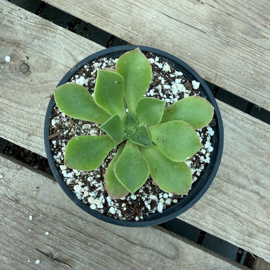 Décorum x Canariense subplanum