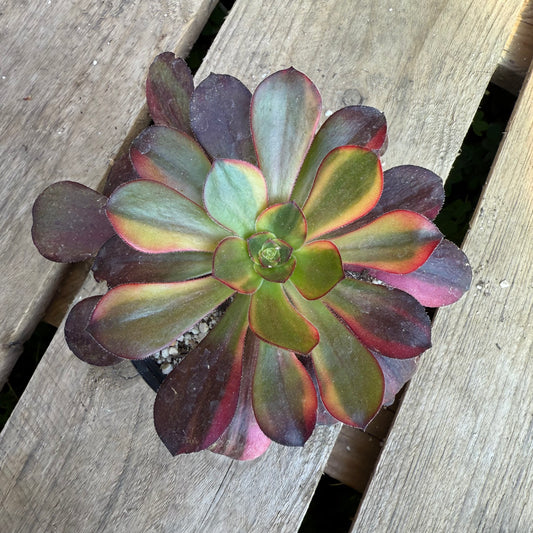 Voodoo Rainbow