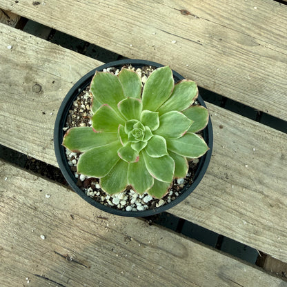 Lotus