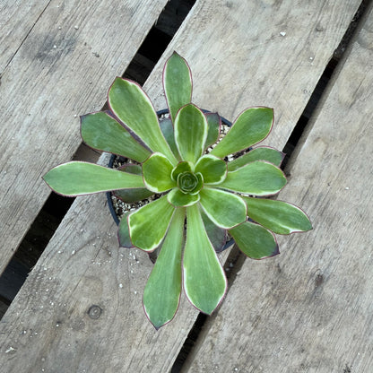 Voodoo Green