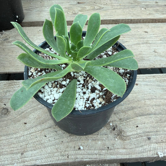 Castellodecorum