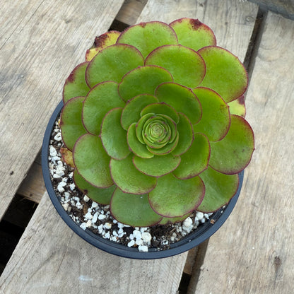Madeira Rose