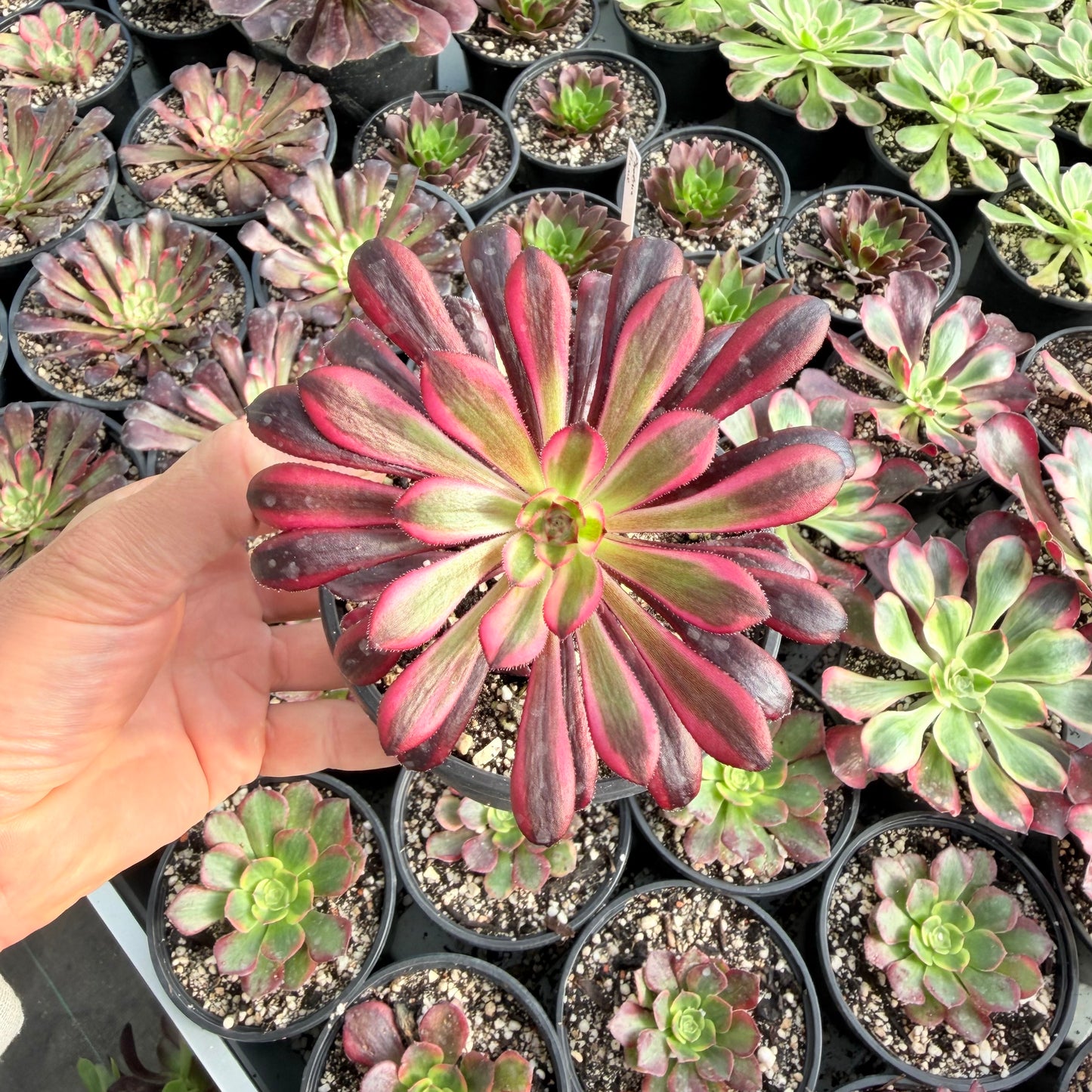 Zwartkop variegata