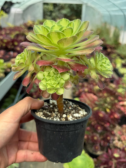 Aeonium Pink Witch Yellow Middle