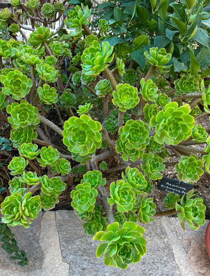 Arboreum des jardins