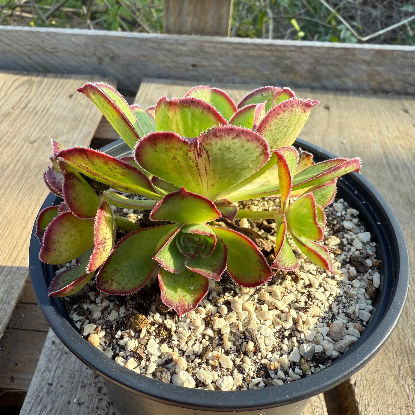 Marnier Lapostolle Variegata Middle