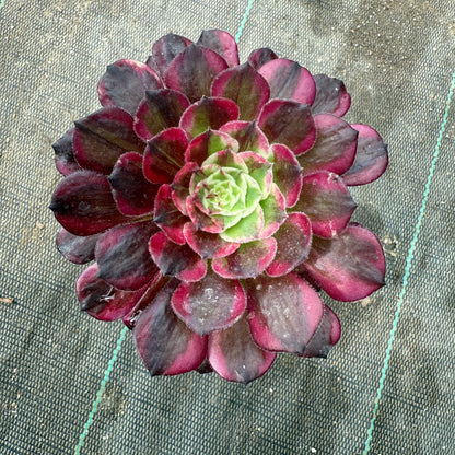 Copper Flower