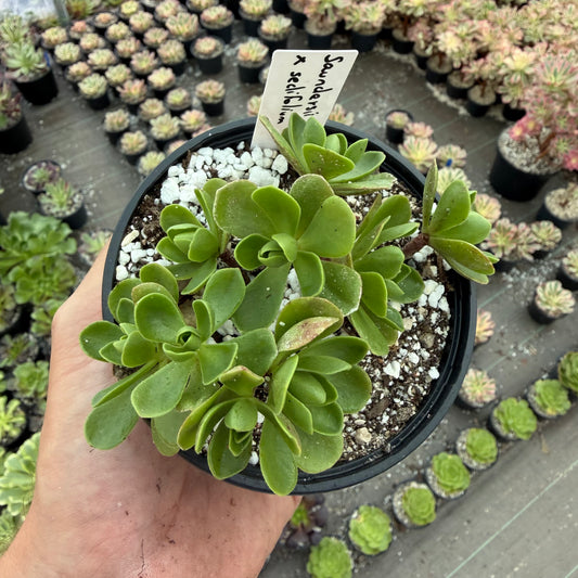 Saundersii x sedifolium