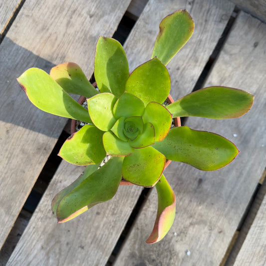 Glutinosum