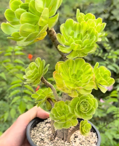 Albovariegatum middle
