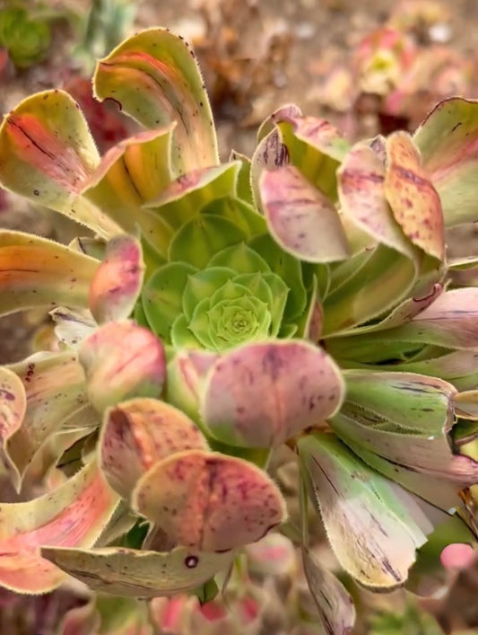 Albovariegatum middle