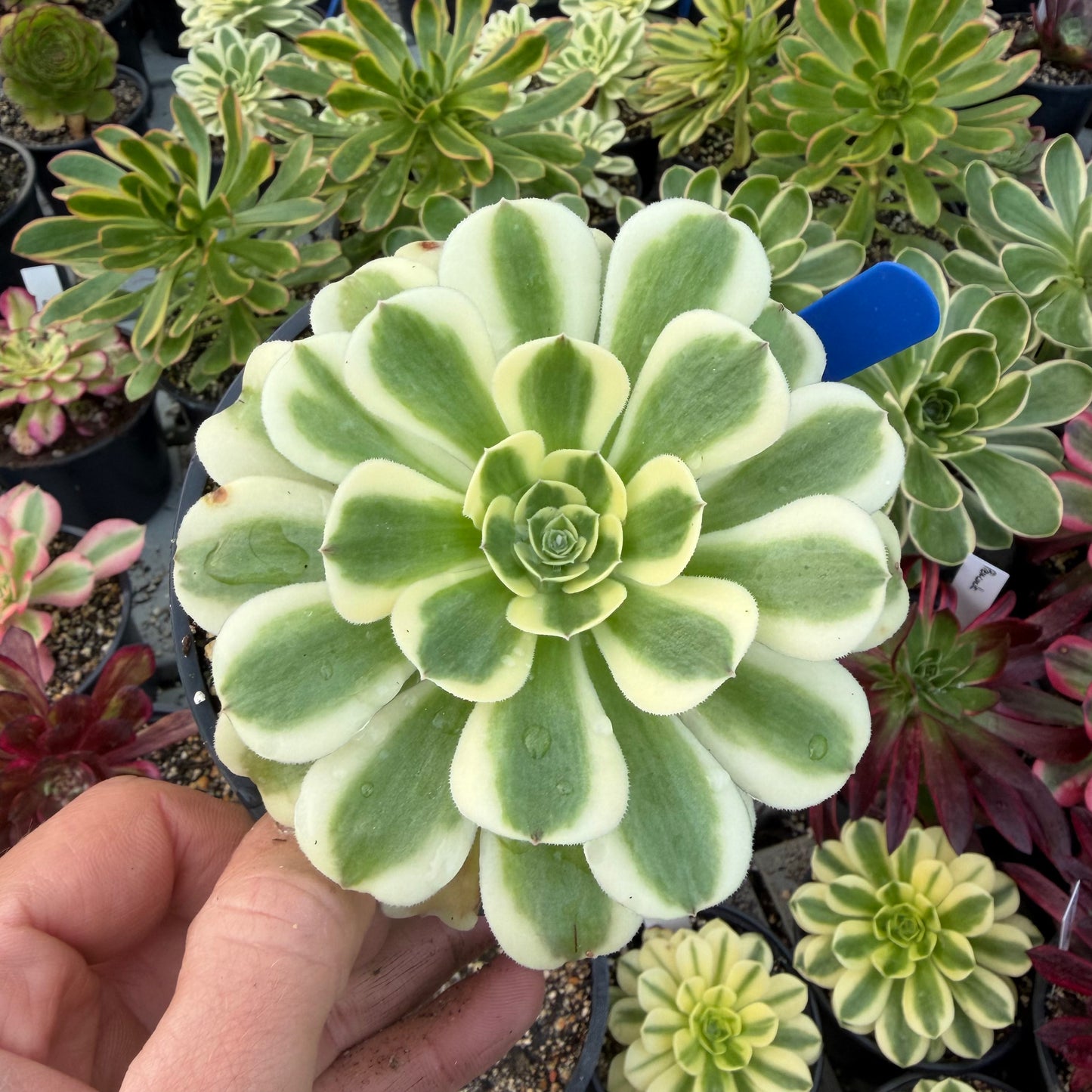 Green Médusa