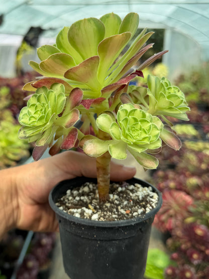 Aeonium Pink Witch Yellow Middle