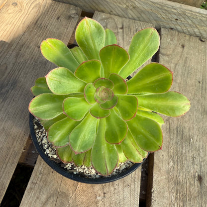Rubrolineatum Variegata Middle