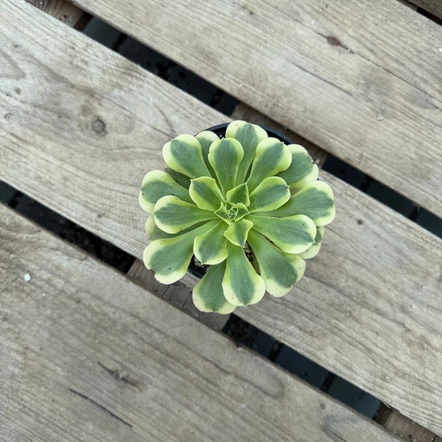 Green Médusa