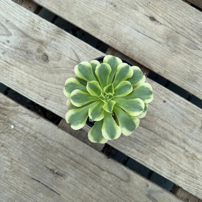 Green Médusa