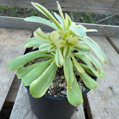 Albovariegatum