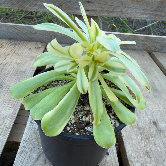 Albovariegatum