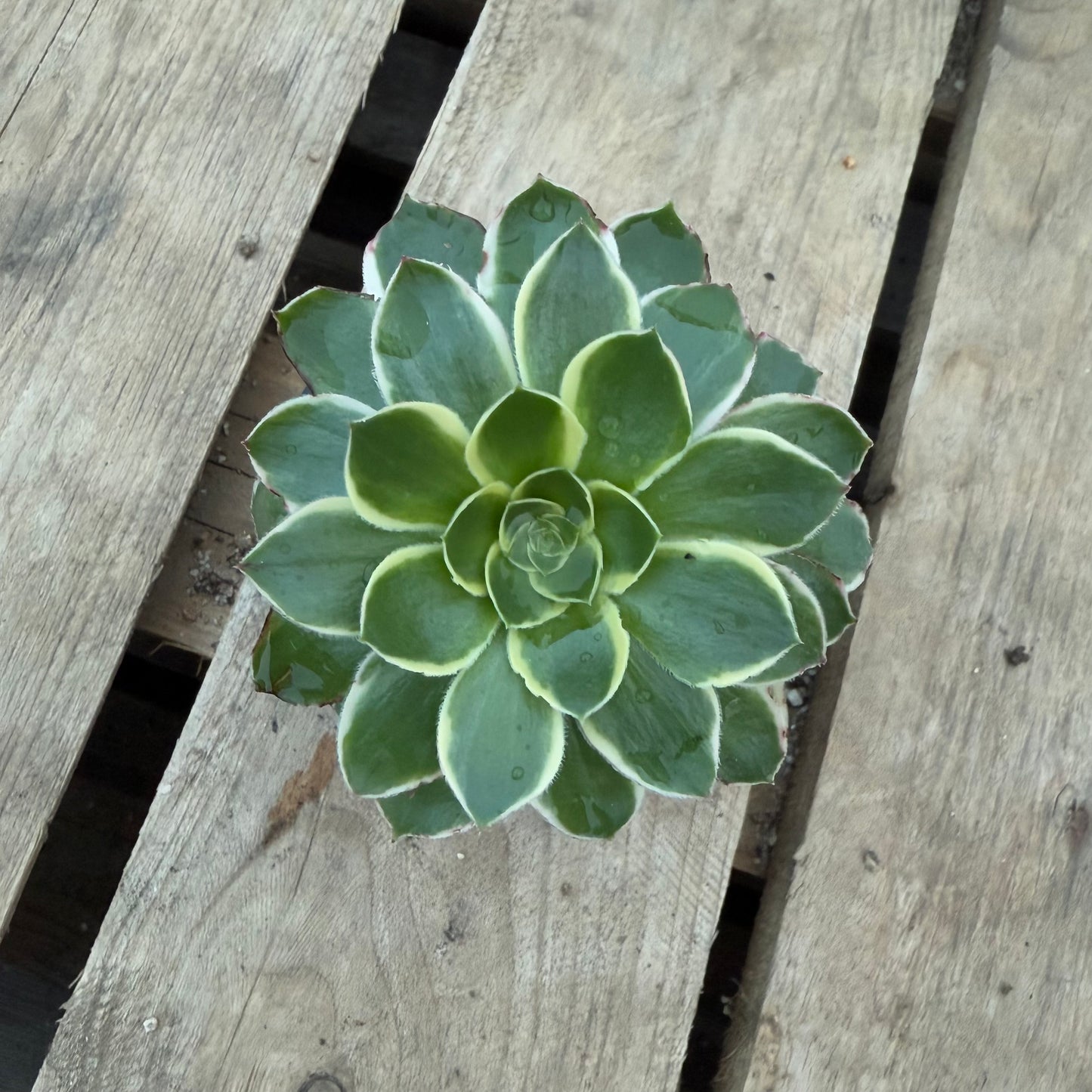 Green rose
