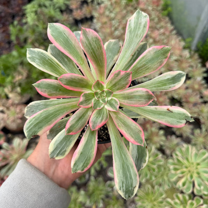 Pink fairy