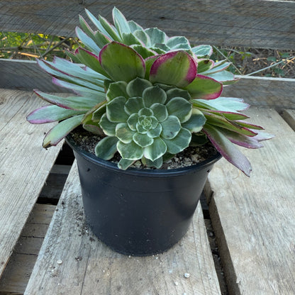 Lotus