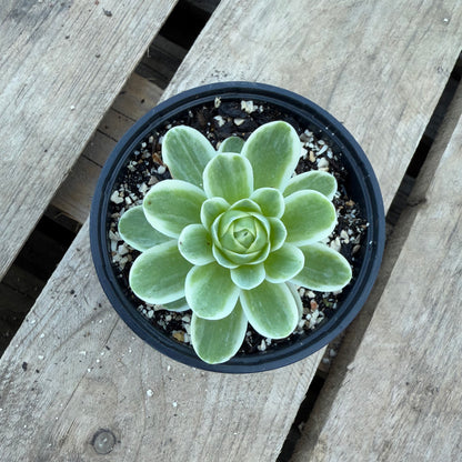Greenovia variegata