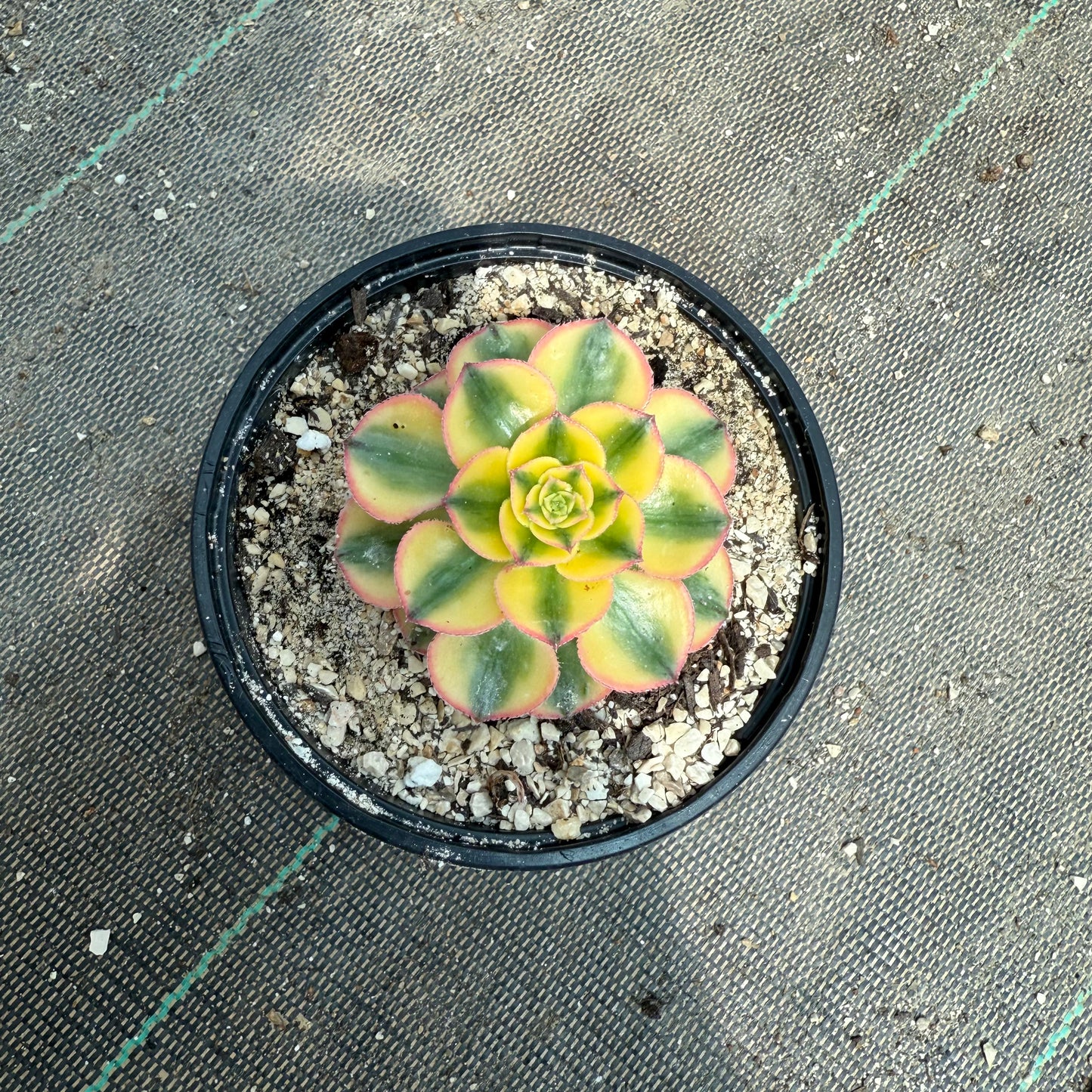 Golden Crown