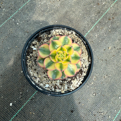 Golden Crown