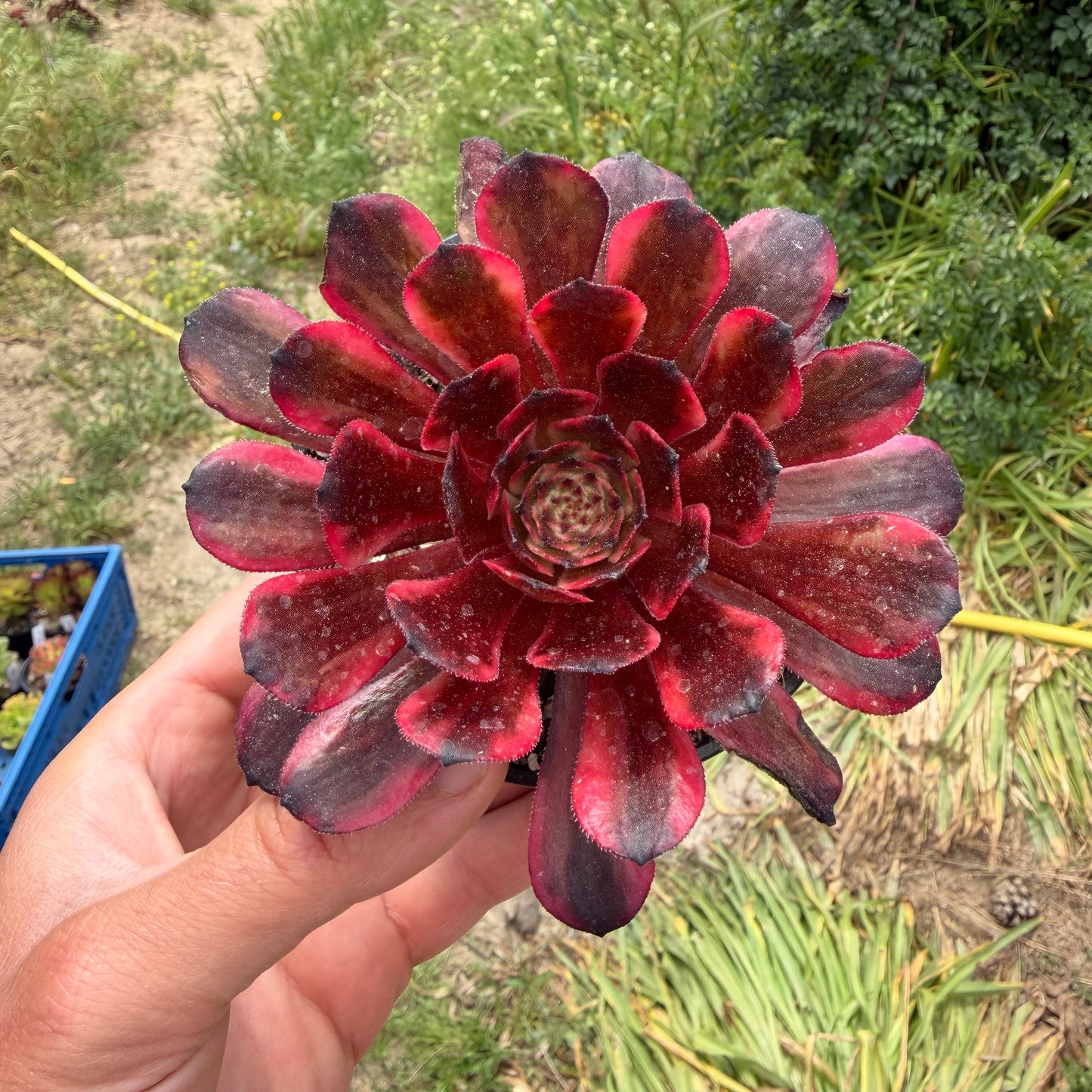 Fire Cloud