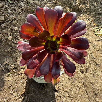 Zwartkop