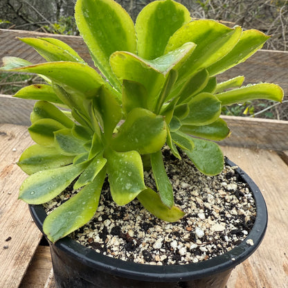 Green Lemon