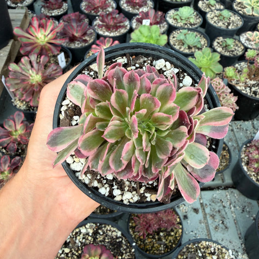 Médusa cristé 01