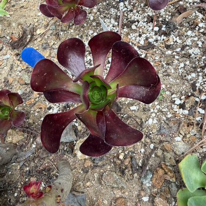 Plum purdy
