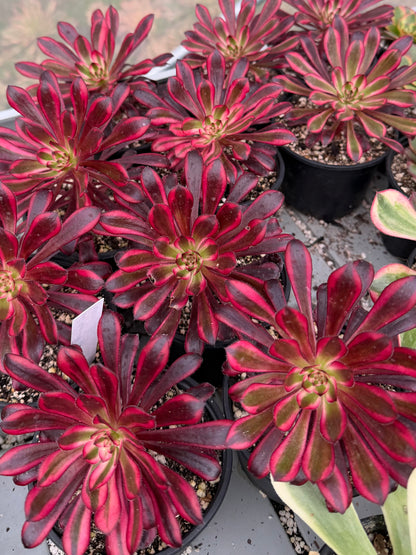 Zwartkop variegata