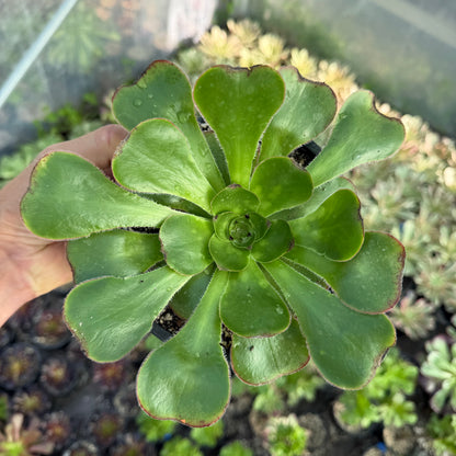 Undulatum