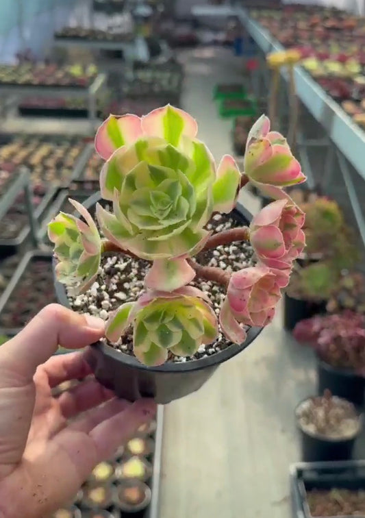 Aeonium Pink Witch