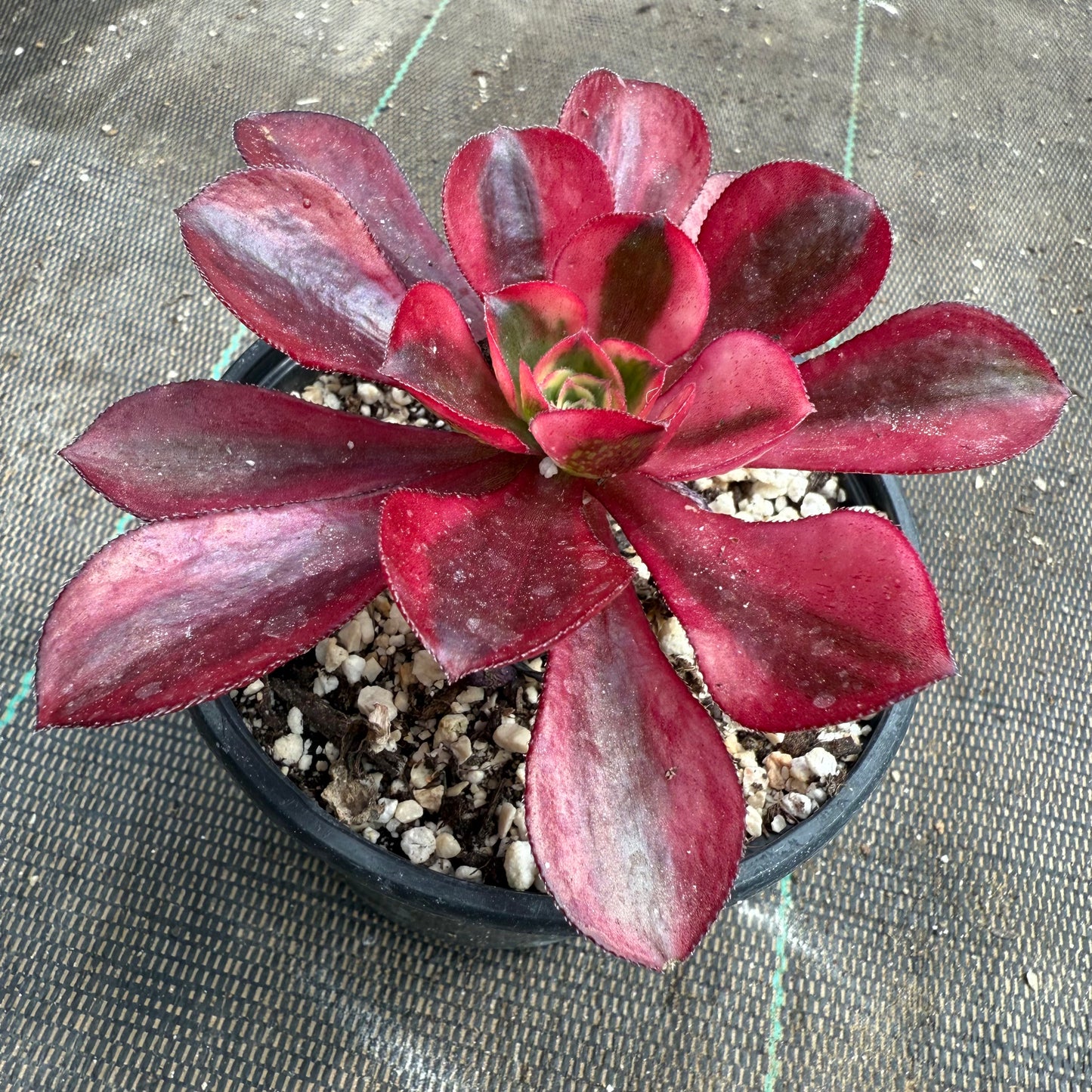 Voodoo Flame
