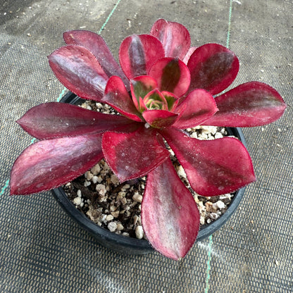 Voodoo Flame