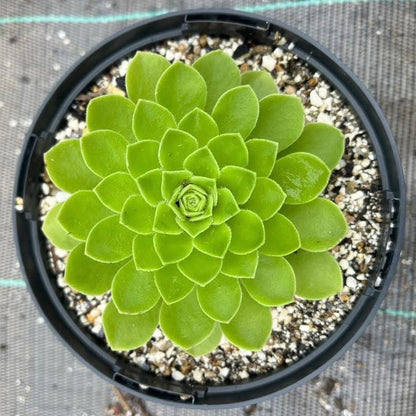 Spathulatum x Tabuliforme